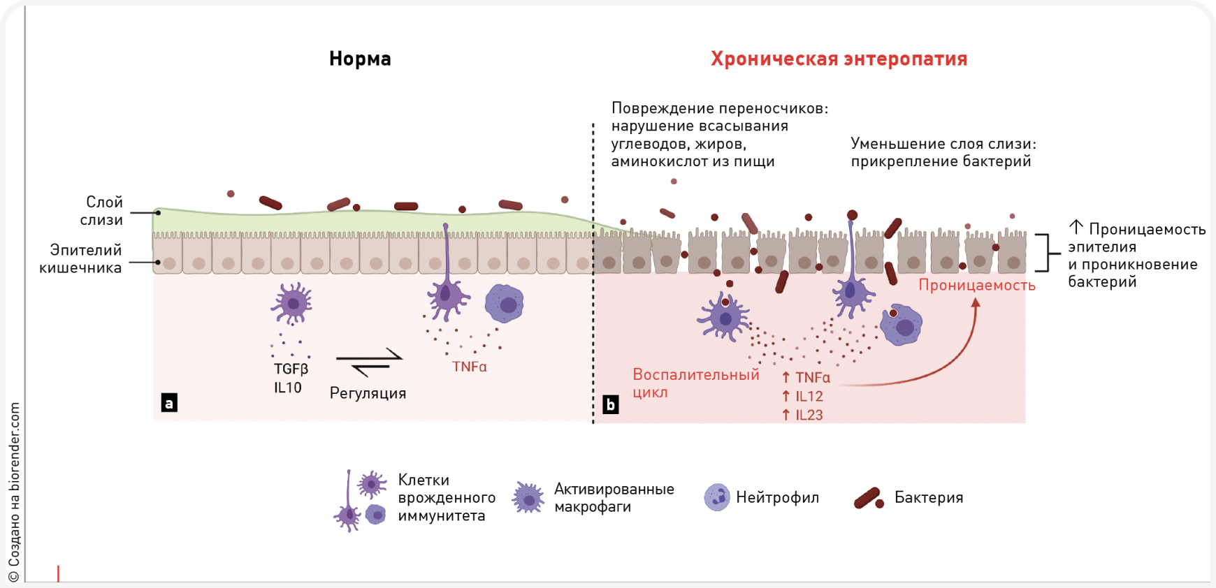 microbiom-scheme
