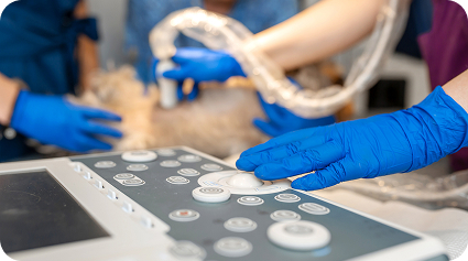 Ветеринар проводит УЗИ животному